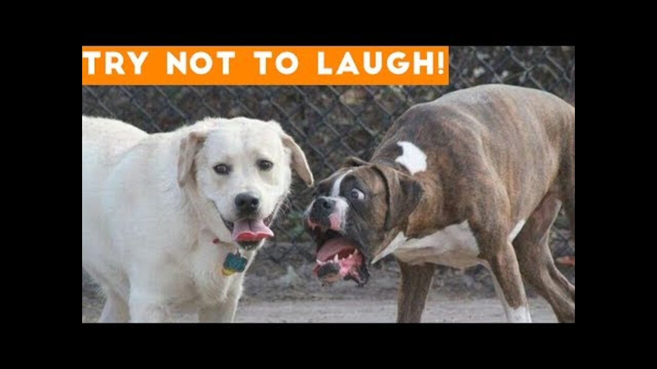 Try Not To Laugh At This Ultimate Funny Dog Video Compilation | Videos