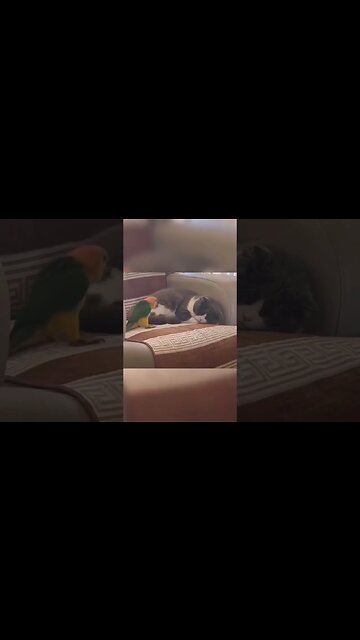 Morning people versus non morning people