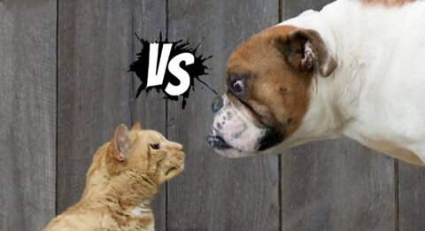 💞😆Cats and dogs fighting very funny😂|| Try not to laugh ||#shorts