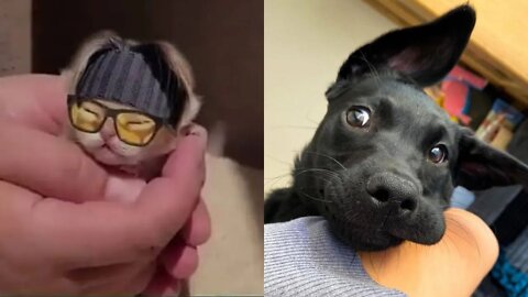 😹🐶😹 Baby Dogs - Cute and Funny Dog & Cat Video 😹🐶😹 (2022) Part - 6