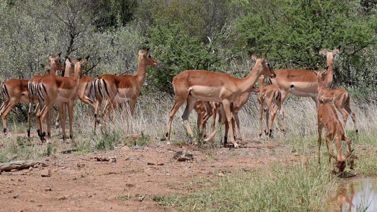 Deer Giving Birth To Baby Fawns | Fawning season 2022