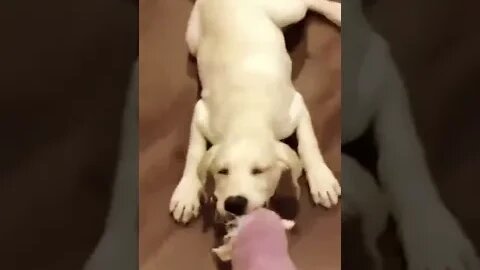 IT IS MINE....These videos are so cute... 🦦🦦🐶🐶🐕🐕 #shorts #puppy #dog #puppypow007 #funny