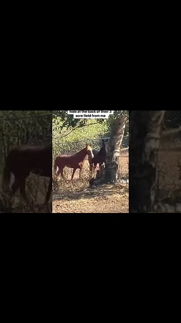 Gentling Mustangs Force Free: Best Day Ever