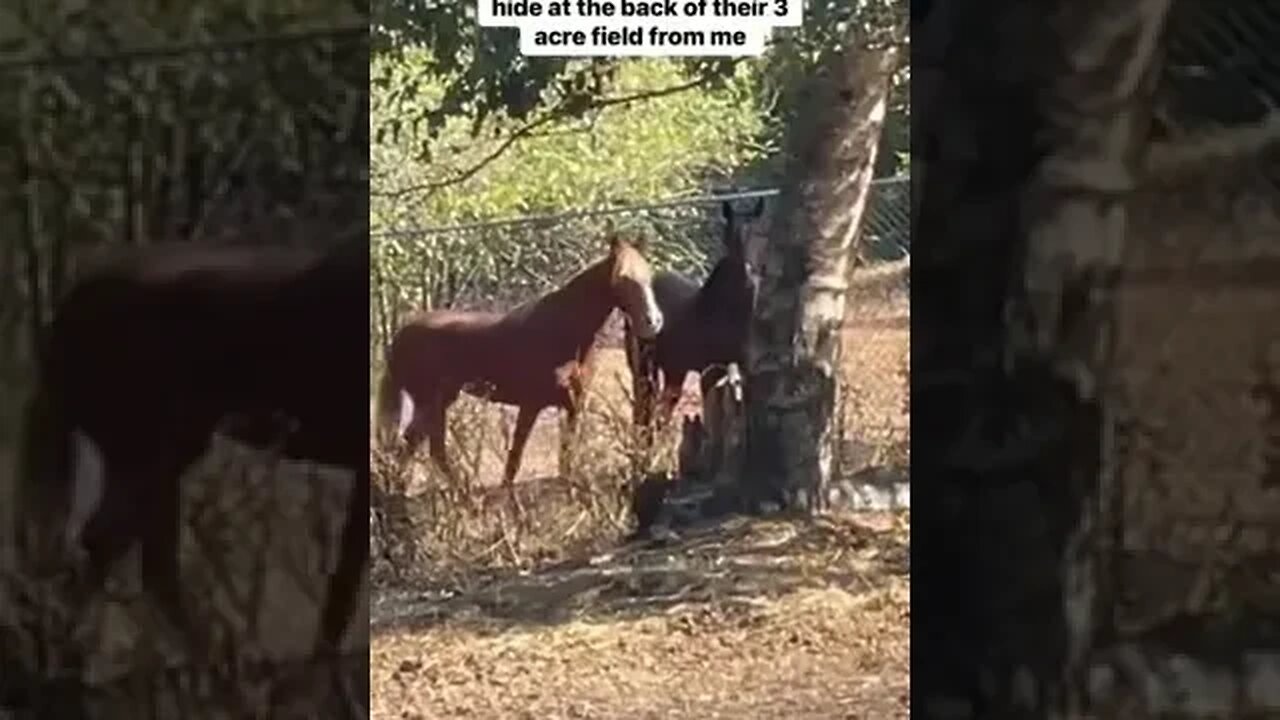 Gentling Mustangs Force Free: Best Day Ever