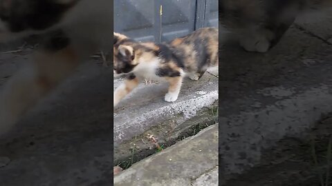 Cute Street Cats in Turkey