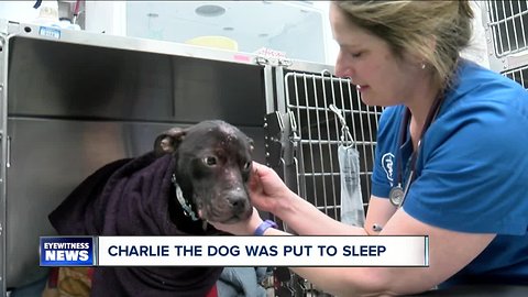 SPCA: "Charlie the dog" euthanized due to health, aggressive behavior