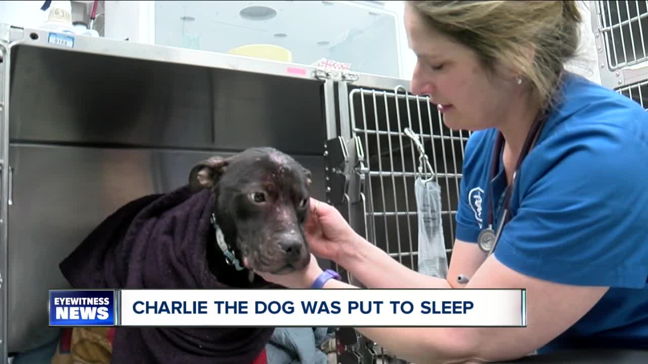 SPCA: "Charlie the dog" euthanized due to health, aggressive behavior