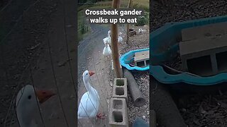 Farm surveillance. Geese