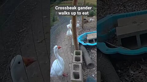 Farm surveillance. Geese