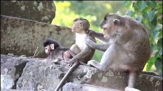 Funny Animal# baby monkey play with mom #41#love animal.