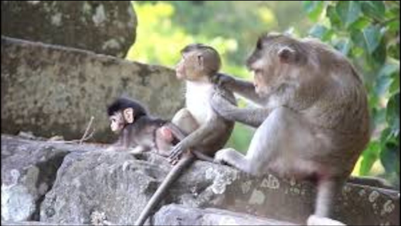 Funny Animal# baby monkey play with mom #41#love animal.