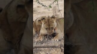Our Encounter with Lions Feeding on Warthog!🤔#shorts #safari #travel #travelling