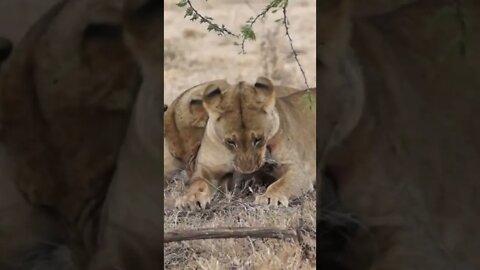 Our Encounter with Lions Feeding on Warthog!🤔#shorts #safari #travel #travelling