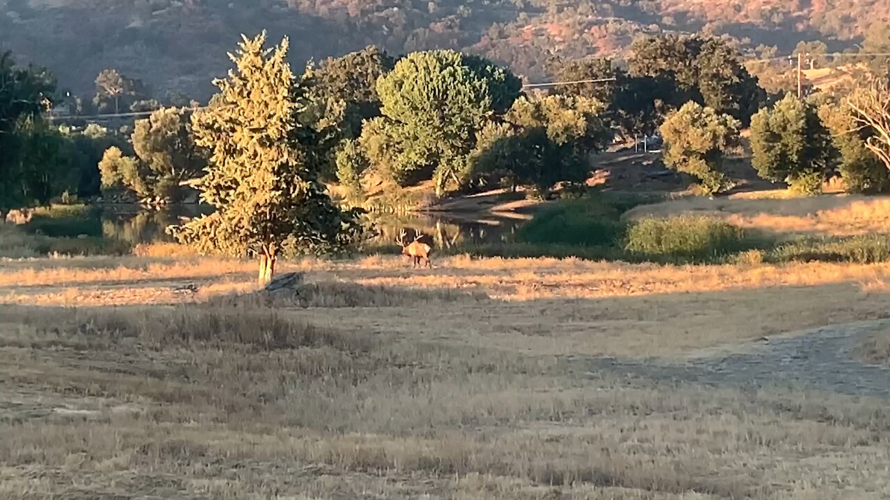 Bull Elk herding cows