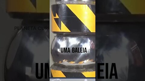 curiosidades aleatoria #25 #curiosidades #mundocurioso #satisfatório #funny #asmr #shorts