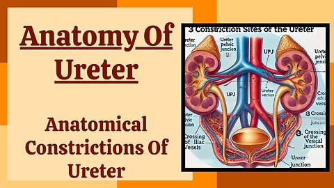 3 Sites of Ureter Constriction: Anatomy & Clinical Relevance