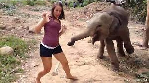 Hilarious encounters of different animal chasing people