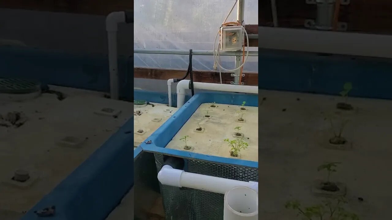 Aquaponic DWC basil sprouts (DWC aquaponics) #shorts