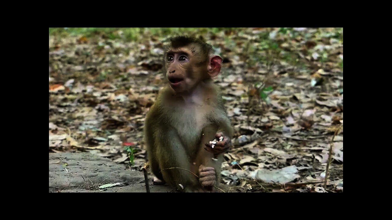Cute Ricky Scared Find the Safe Place To Stay