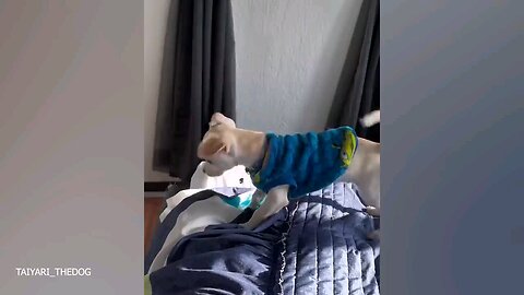 funny dogs and cats 🤣🤣🤣🤣🤣