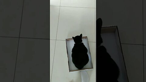 Gato Bartolomeu Tunico brincando com a caixa de papelão 😸
