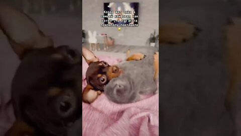 #shorts Смешные животные из Тик Ток 172 Funny animals from Tik Tok