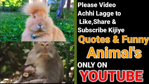 Funny animal_cute Animals_Short Video_Quote And Funny Animal (1)