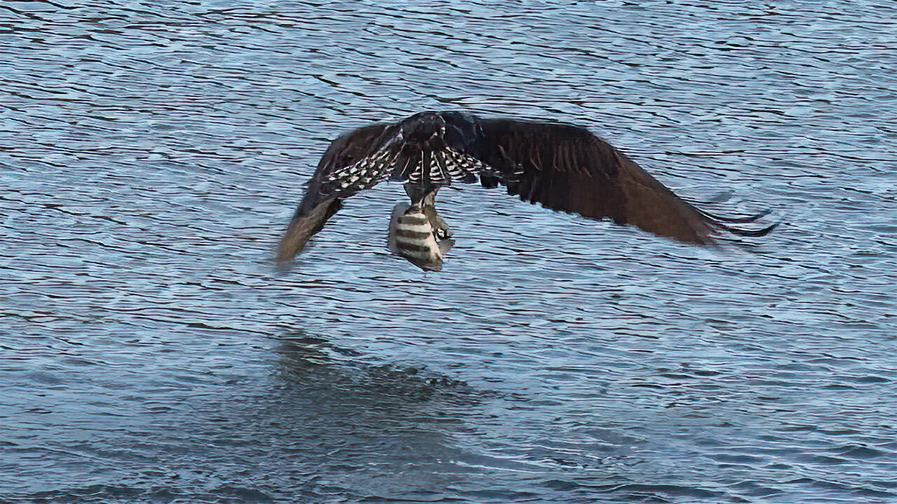 Osprey (Jill) Catches Dinner