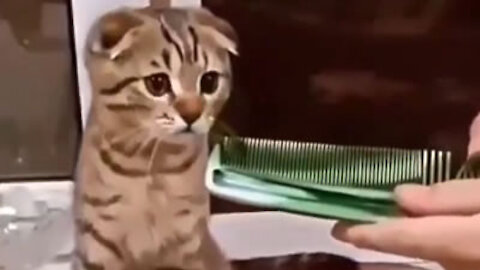 Funny reaction of cats to the sound of the hair comb.