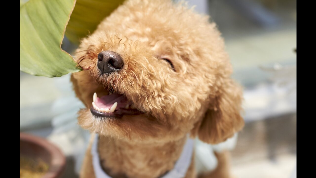 Why Poodle Puppies Vomit 6 times a day