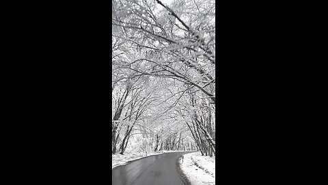 snow tree