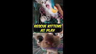 Our rescue kittens playing.