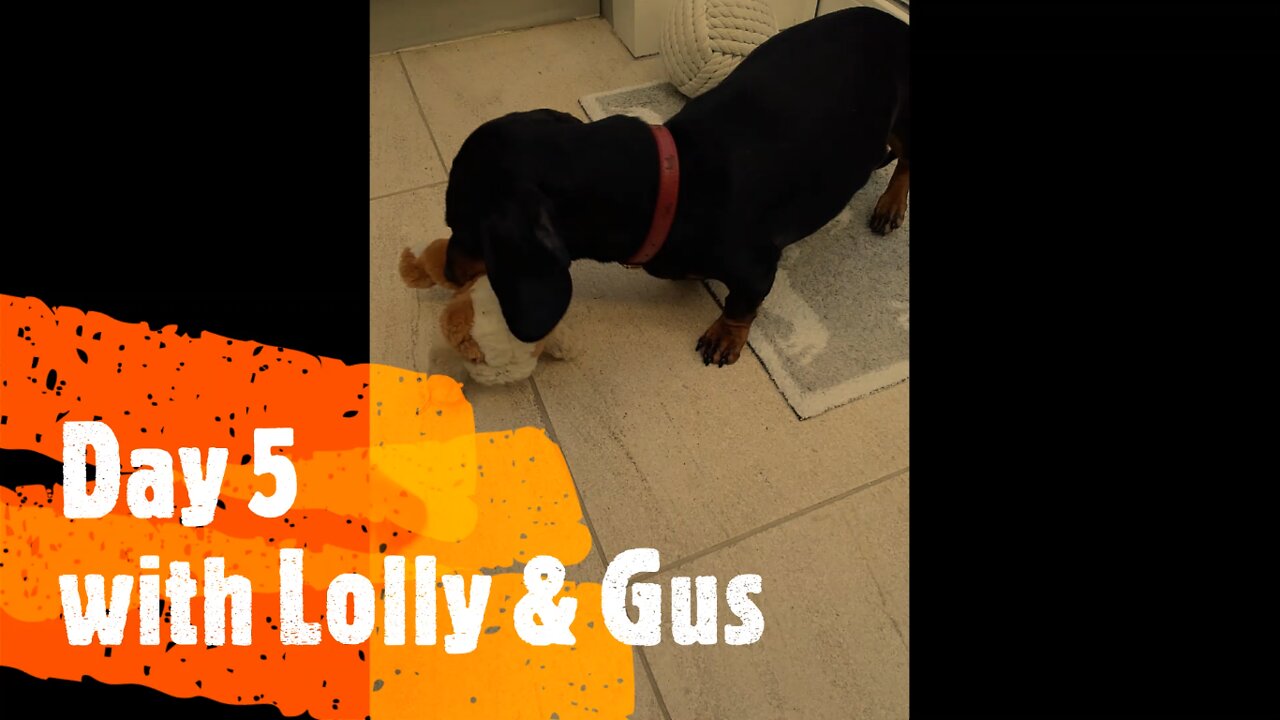 Happy Doggy Sitting Lolly & Gus Day 5