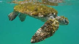 Une tortue sauvée de l'océan par un stand up paddle