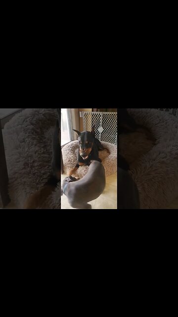 Are Dobermans Viscous?! 🐕🤯 #dobermanpinscher #dobermanlove #dobermans #dobies #dobermanpuppy #dobie