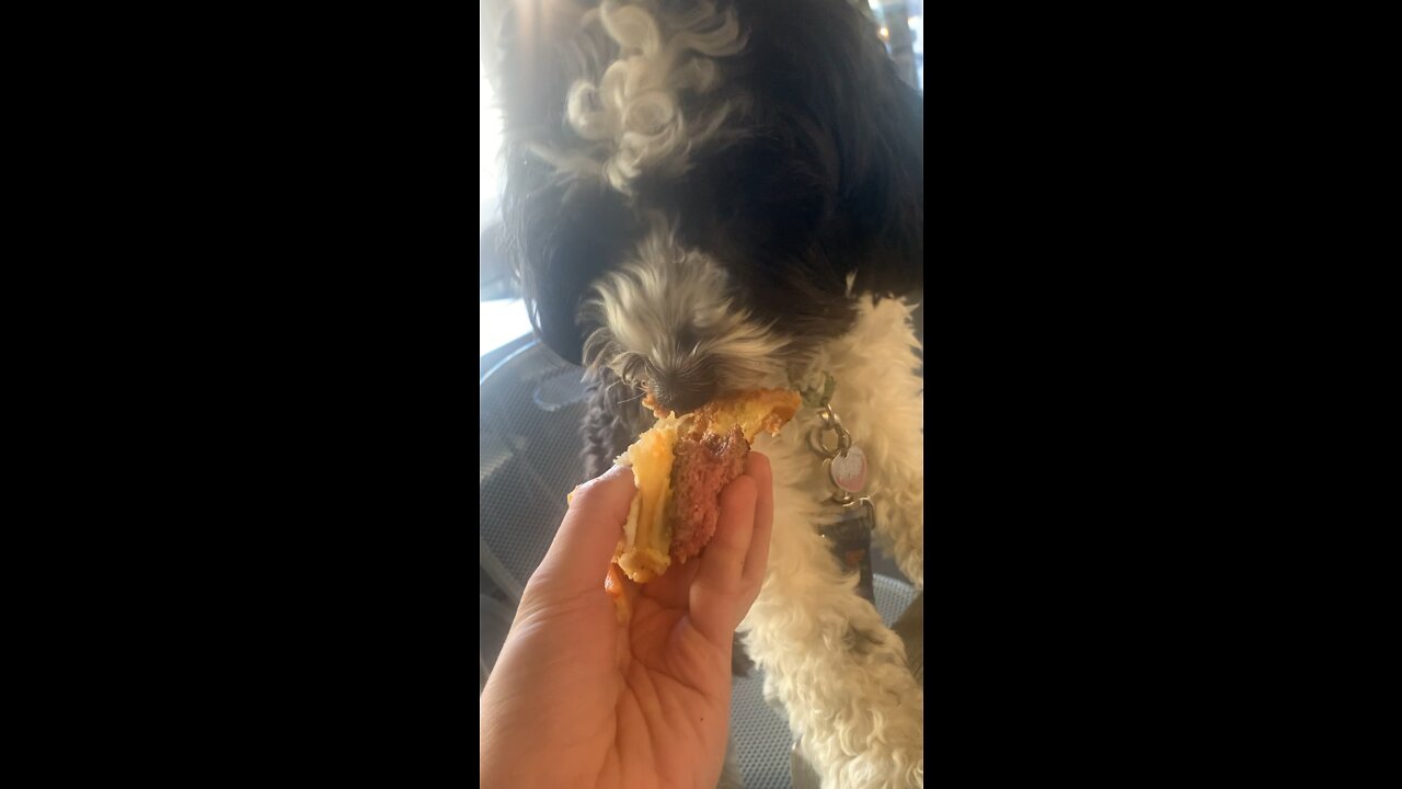 Cute puppy Punda devours giant burger. (Watch)