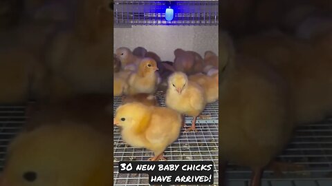 30 baby chicks have arrived! #chicks #chicken #farming #homestead