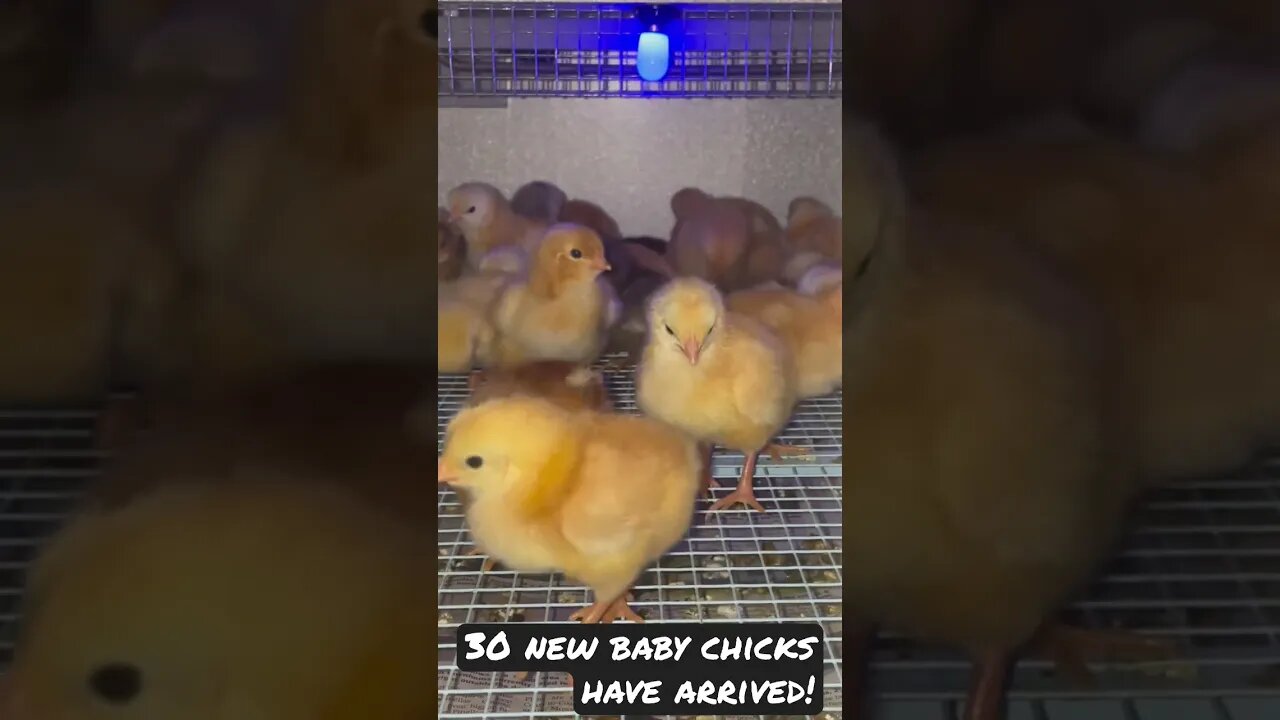 30 baby chicks have arrived! #chicks #chicken #farming #homestead