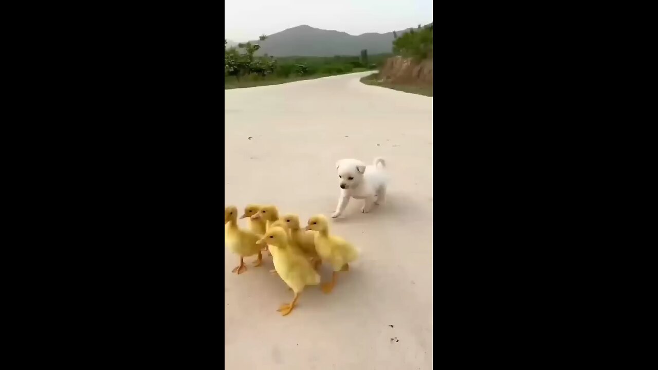 cute dog and cute bird nice frendship