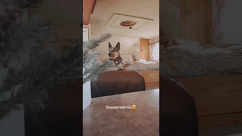 The Best Boy in the Whole World🐾 #blueheeler #trucklife #vanlife #buslife w/ @stuartgriffin5.7