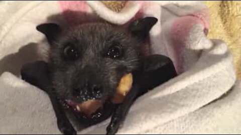 Cute baby bat eats fruit