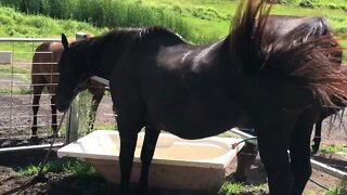 Long update with Penny, Cleo and Arthur. Guest appearances Henry and the Brumbies.