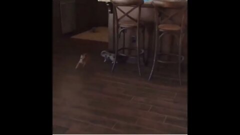 Pig & Pup Playtime