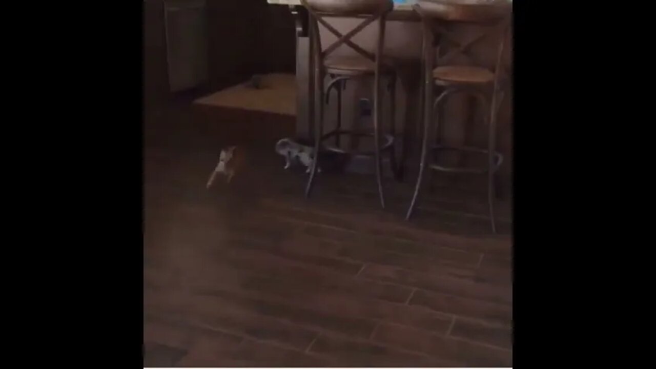 Pig & Pup Playtime