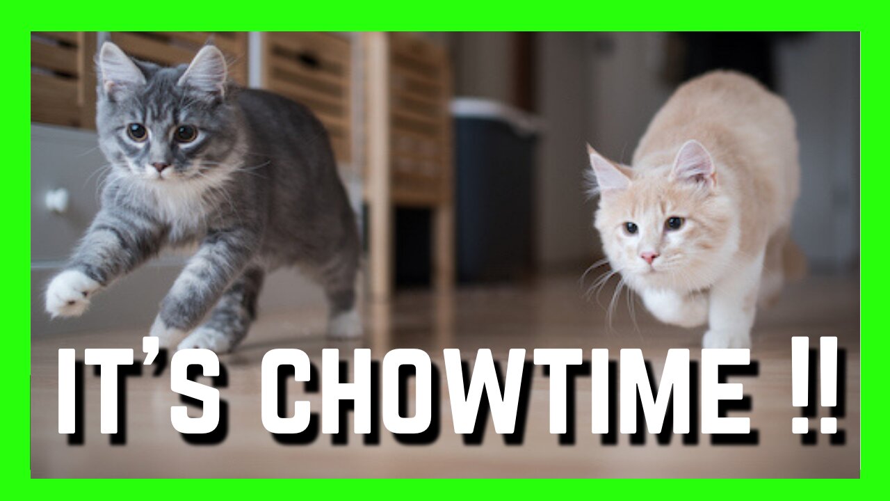 Find Out Why This Bunch Of Adorable Cats Are Rushing Out Of The Room | Funny Cats