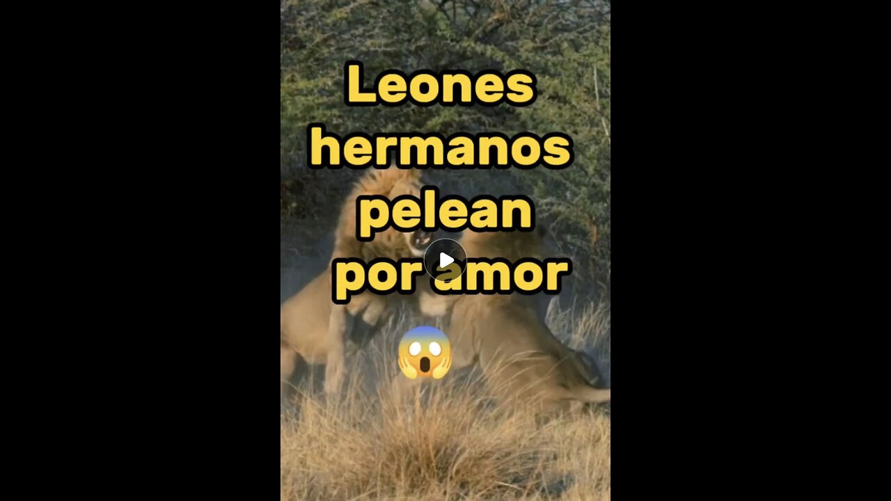 La lujuria une y divide: estos leones hermanos pelean por amor