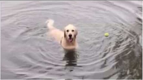 Adorable dog doesn't understand how to fetch