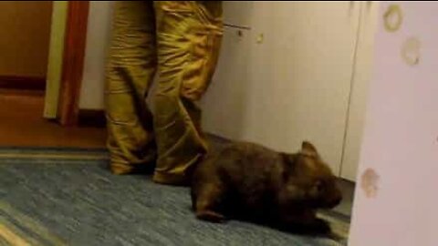 Un petit wombat veut aider à cuisiner