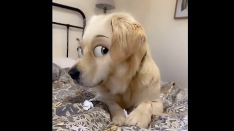 beautiful doggo face- cute Puppy