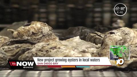 New project growing oysters in local waters